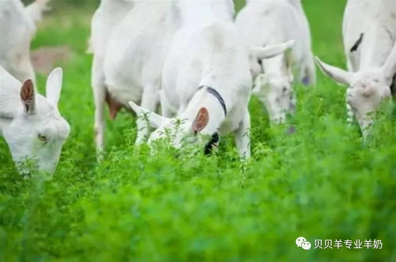 一起來走進貝貝羊純羊配方的營養(yǎng)世界~